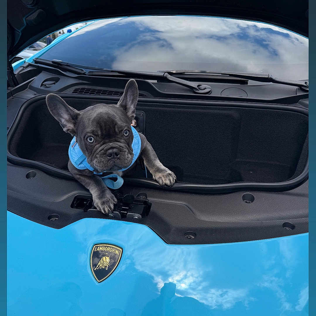 Capone joined the competition — help win amazing prizes! french_bulldog, puppy, dog, blue_harness, car, lamborghini, luxury_car, front_trunk, blue_car, pet, animal, cute, curious, outdoor, reflection, sky, clouds, close_up, vehicle, transportation