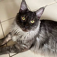 Arthur a rejoint le concours — aidez-le/la à gagner de superbes lots ! animal, cat, close_up, curious, cute, domestic_cat, ears, feline, floor, fluffy, fur, gray_cat, green_eyes, indoor, laying_down, pet, portrait, relaxed, tile_floor, whiskers
