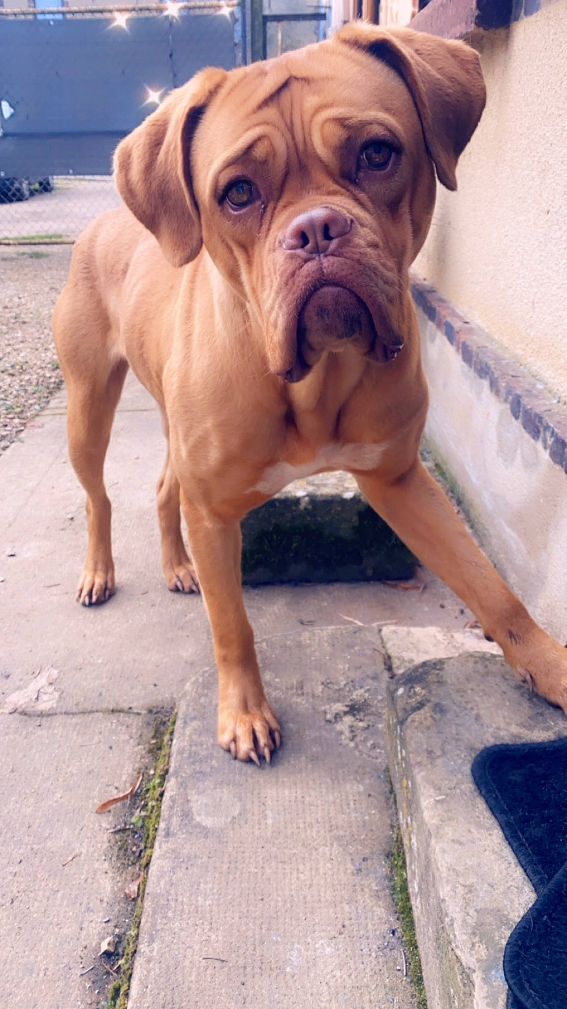 Tessy participe au concours pour gagner de l'argent avec cette photo : art, canidae, carnivore, companion_dog, concrete, dog, dog_breed, dog_collar, fawn, flooring, liver, molosser, road_surface, shar_pei, snout, sporting_group, wood, working_animal, working_dog, wrinkle