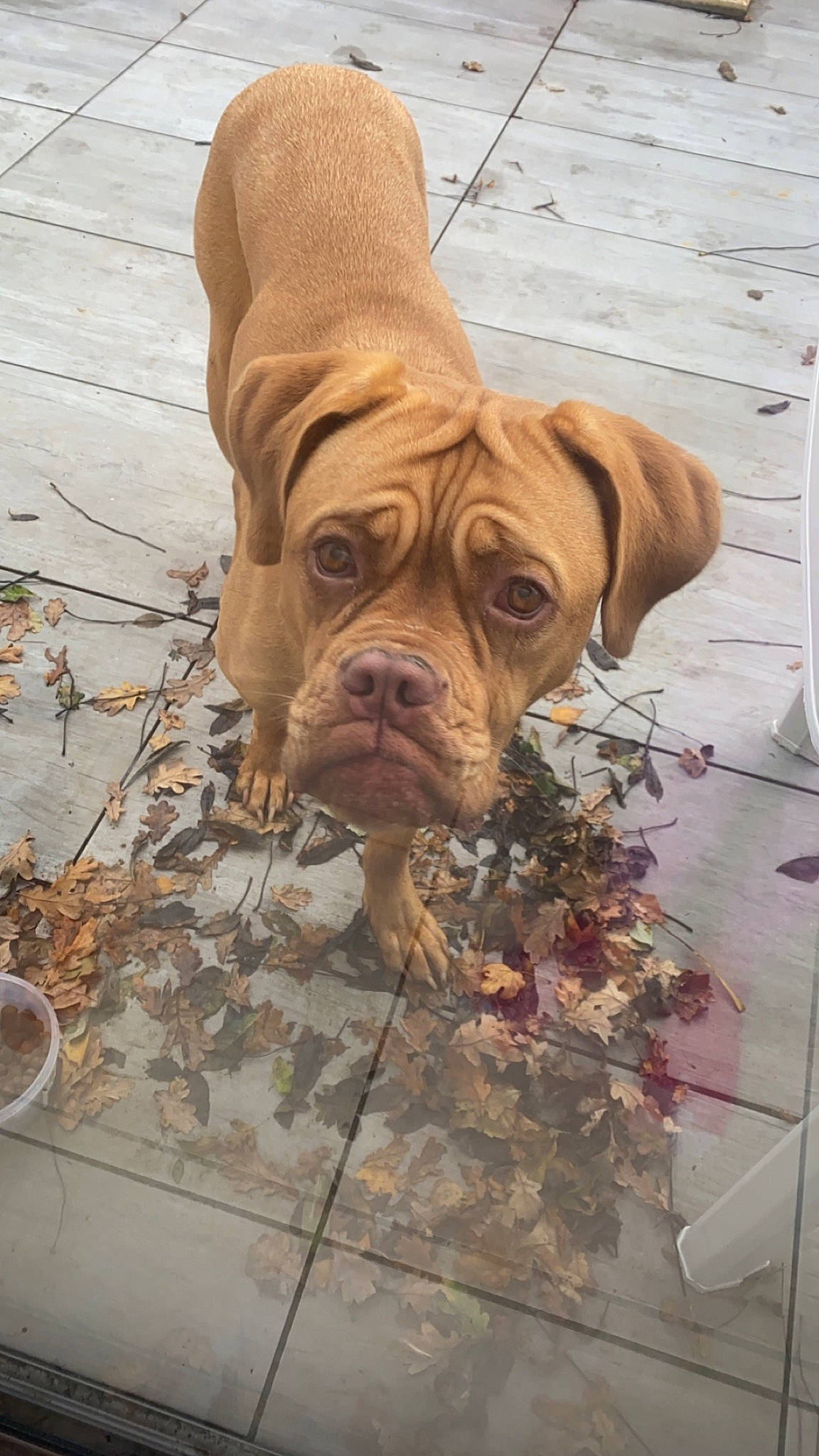 Tessy participe au concours pour gagner de l'argent avec cette photo : bulldog, canidae, carnivore, companion_dog, dog, dog_breed, dog_collar, dog_supply, fawn, floor, flooring, liver, ori_pei, shar_pei, snout, sporting_group, terrestrial_animal, wood, working_animal, wrinkle