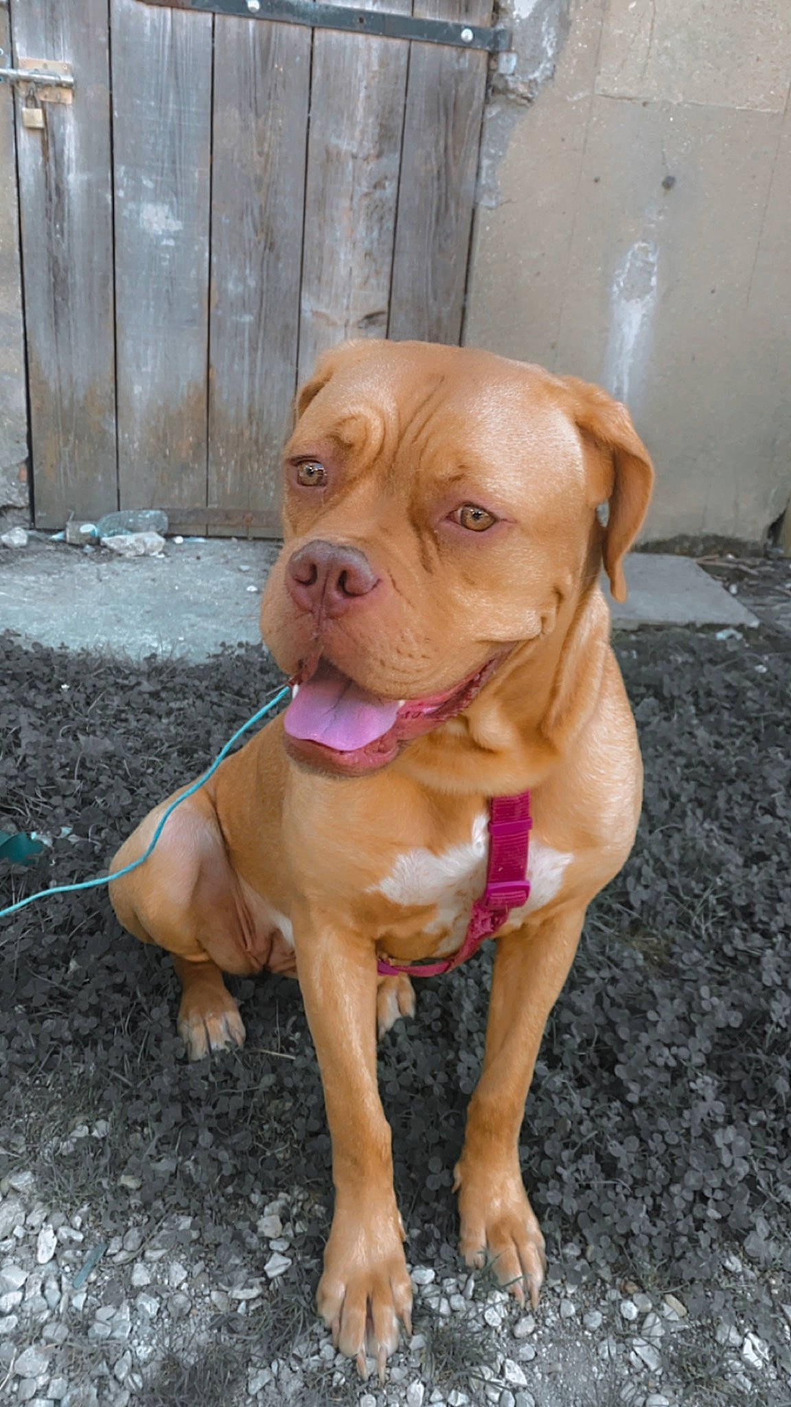 Tessy a rejoint le concours — aidez-le/la à gagner de superbes lots ! ancient_dog_breeds, carnivore, collar, companion_dog, dog, dog_breed, dog_collar, door, fawn, guard_dog, liver, molosser, shar_pei, snout, sporting_group, whiskers, wood, working_animal, working_dog, wrinkle