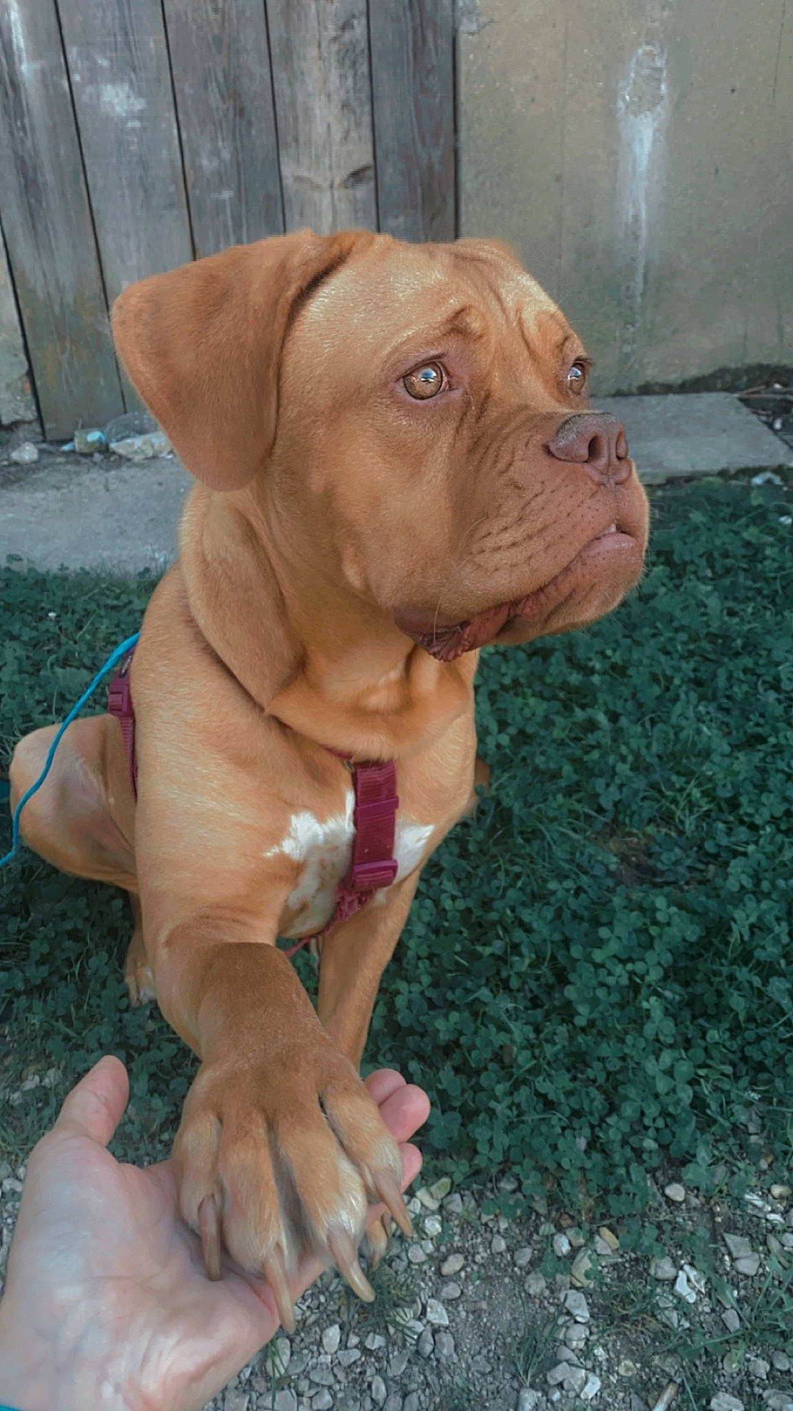 Tessy participe au concours pour gagner de l'argent avec cette photo : ancient_dog_breeds, canidae, carnivore, collar, companion_dog, dog, dog_breed, dog_collar, dog_supply, fawn, hunting_dog, liver, molosser, non_sporting_group, pet_supply, snout, sporting_group, working_animal, working_dog, wrinkle