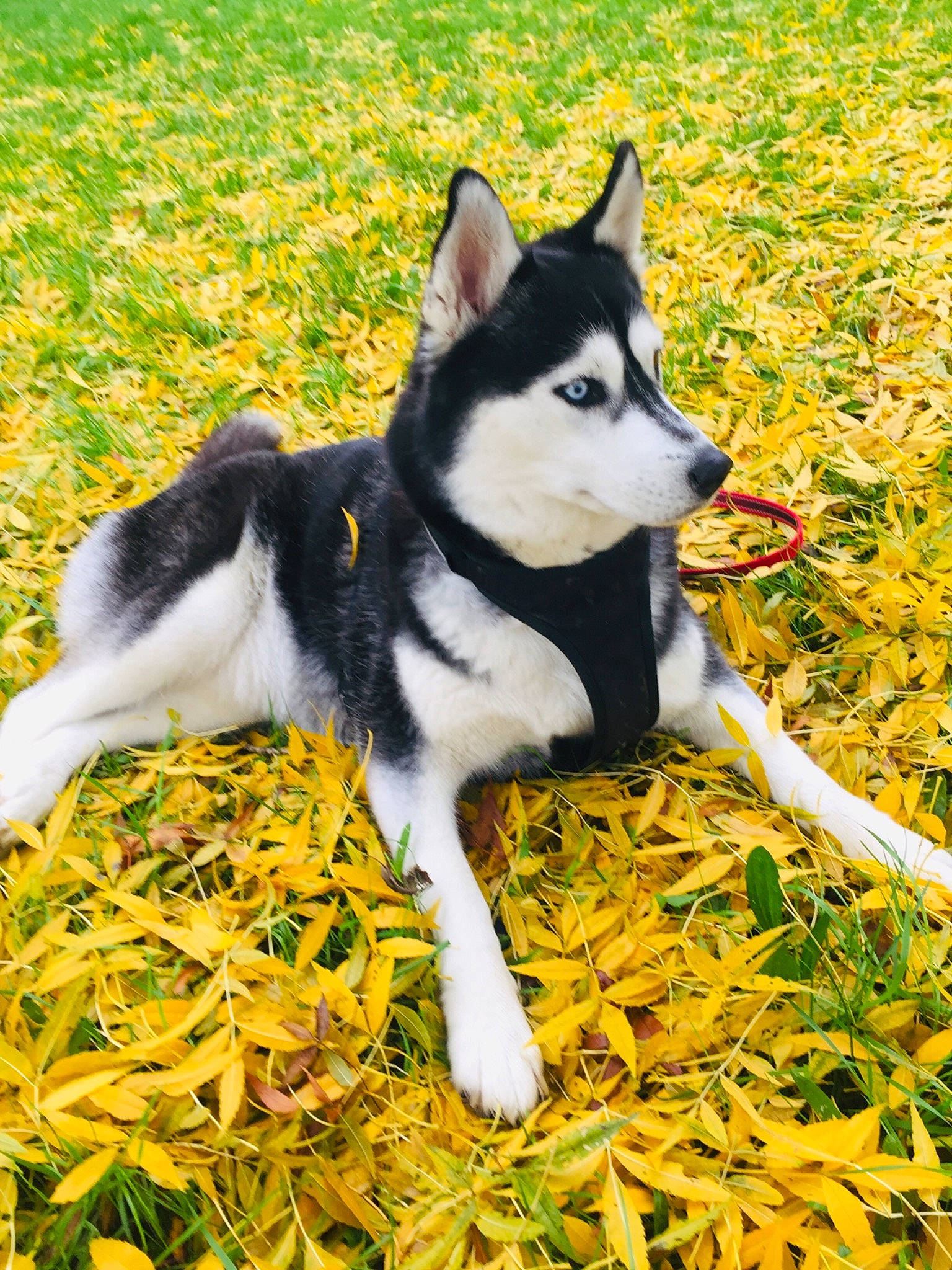 Igla participe au concours pour gagner de l'argent avec cette photo : alaskan_klee_kai, alaskan_malamute, canadian_eskimo_dog, canidae, carnivore, dog, dog_breed, east_siberian_laika, grass, lapponian_herder, leaf, mammal, miniature_siberian_husky, rare_breed_dog, sakhalin_husky, seppala_siberian_sleddog, siberian_husky, sled_dog, vertebrate, wolfdog