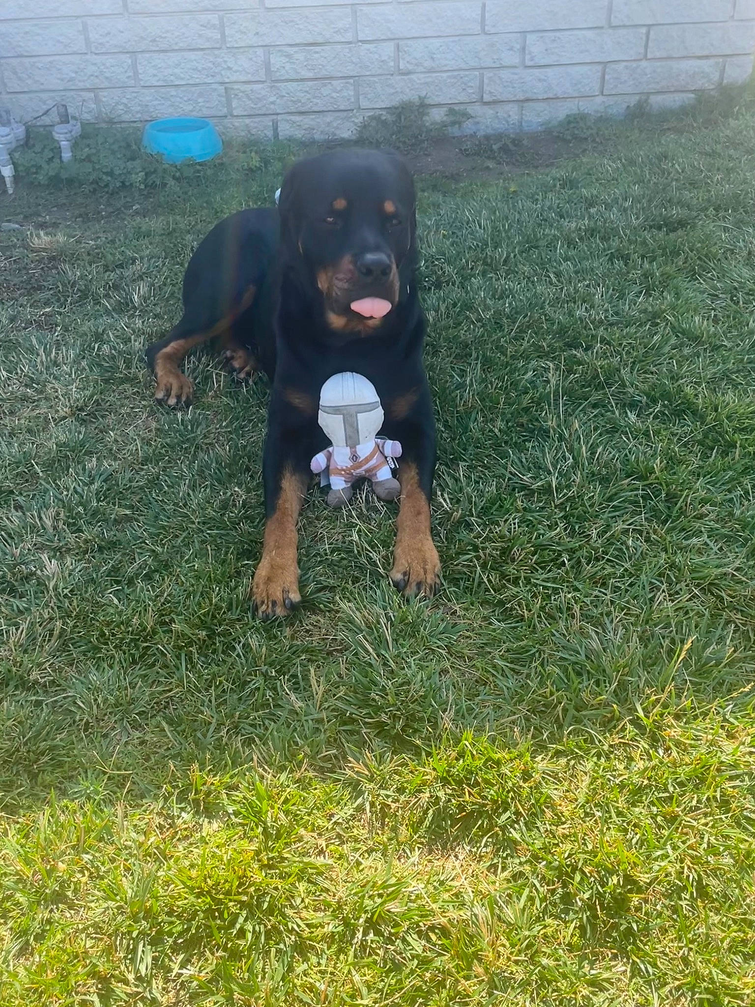 Odin is registered to the contest to win money with this photo: canidae, carnivore, companion_dog, dog, dog_breed, grass, grassland, groundcover, guard_dog, hunting_dog, lawn, plant, rottweiler, sporting_group, tail, terrestrial_animal, working_animal, working_dog