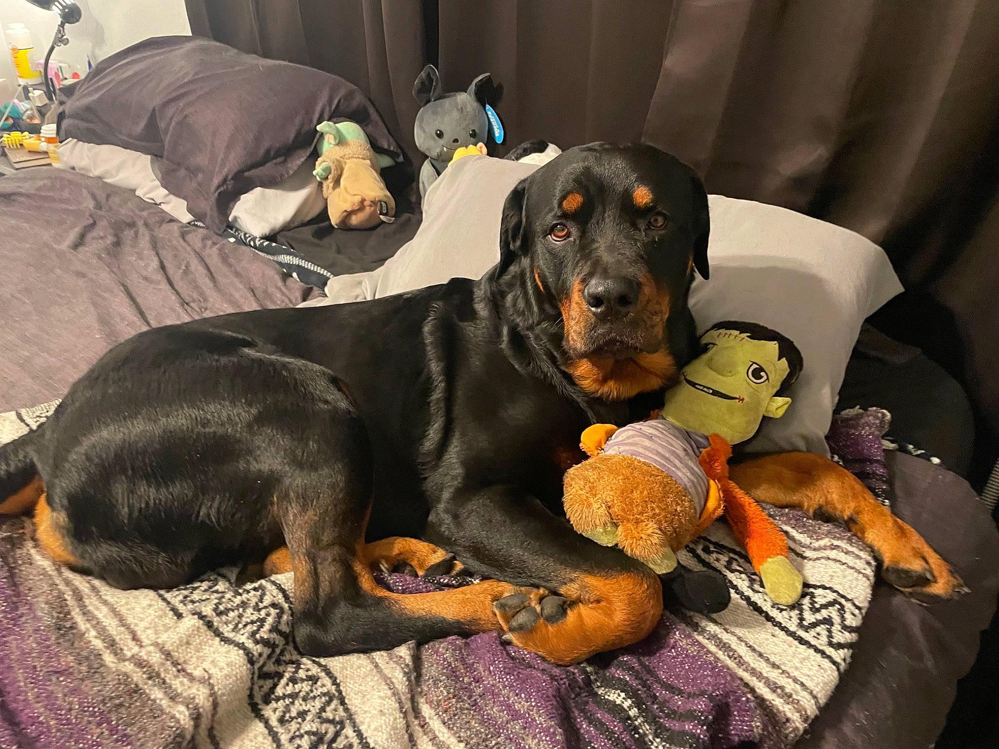 Odin is registered to the contest to win money with this photo: black_and_tan_coonhound, carnivore, chair, comfort, companion_dog, couch, dobermann, dog, dog_breed, dog_supply, guard_dog, hound, hunting_dog, montenegrin_mountain_hound, pinscher, scent_hound, sharing, sporting_group, working_animal, working_dog