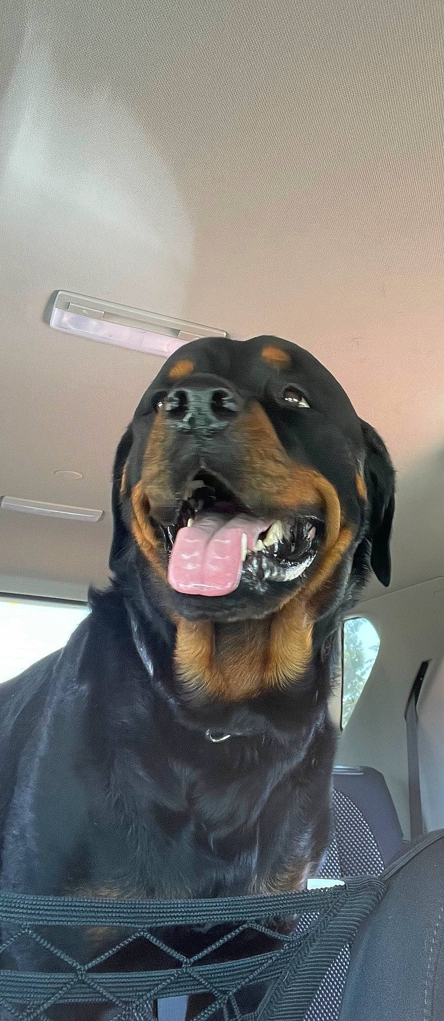 Odin is registered to the contest to win money with this photo: canidae, carnivore, collar, companion_dog, dog, dog_breed, dog_collar, fawn, fur, guard_dog, liver, pet_supply, snout, sporting_group, whiskers, working_animal, working_dog