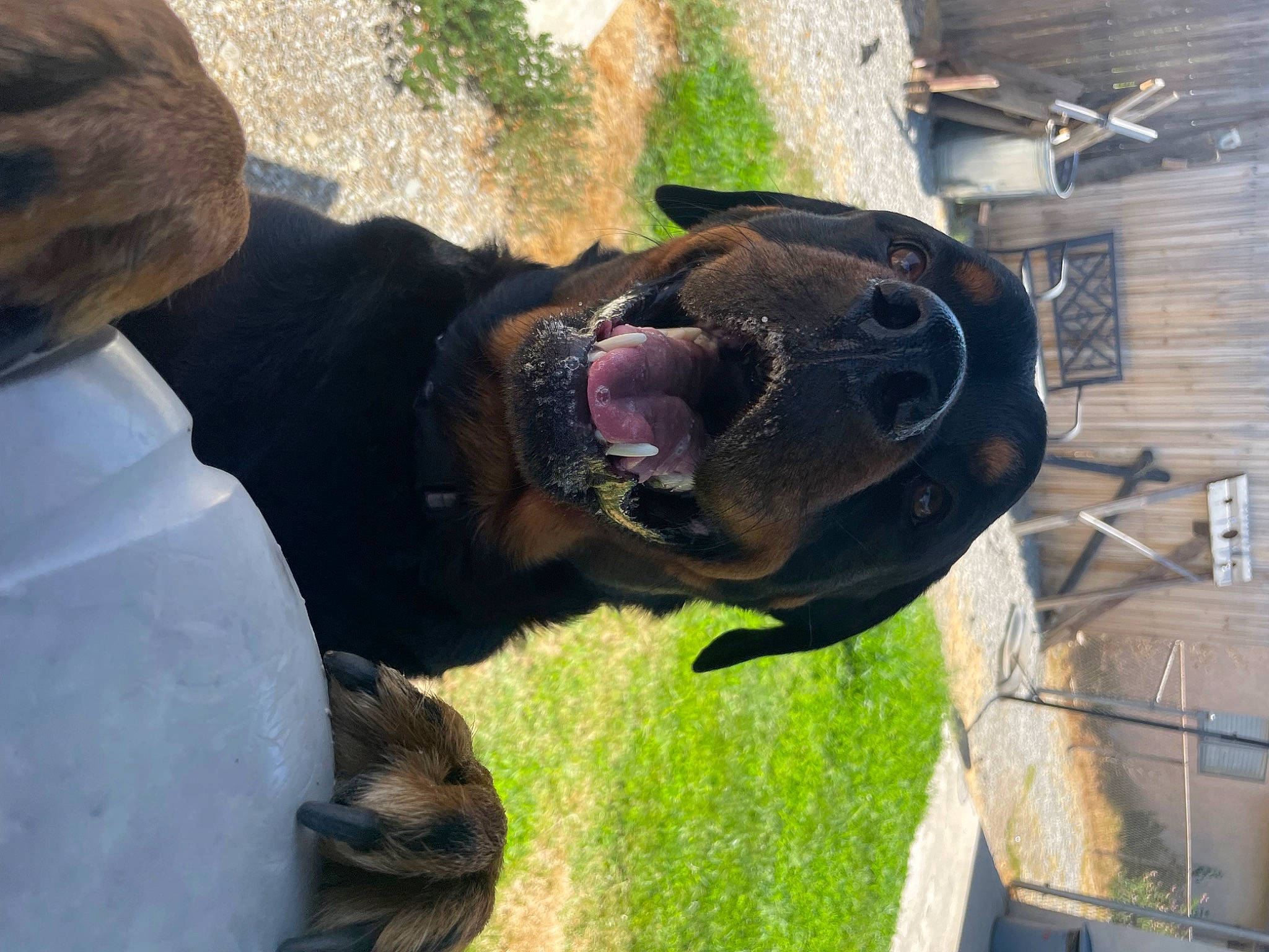 Odin joined the competition — help win amazing prizes! canidae, carnivore, collar, companion_dog, dog, dog_breed, fawn, grass, guard_dog, helmet, leash, liver, personal_protective_equipment, pet_supply, plant, snout, sporting_group, terrestrial_animal, working_animal