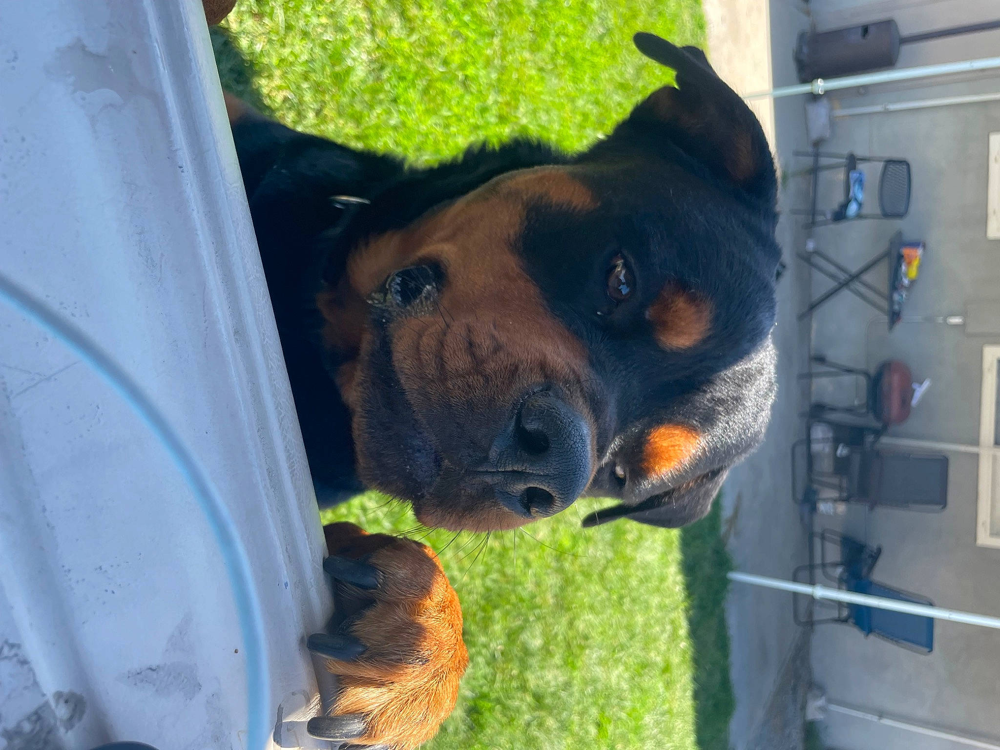 Dodger joined the competition — help win amazing prizes! biting, canidae, carnivore, companion_dog, dog, dog_breed, ear, fawn, fur, gas, grass, guard_dog, kitchen_appliance, plant, rottweiler, snout, sporting_group, terrestrial_animal, working_animal, working_dog