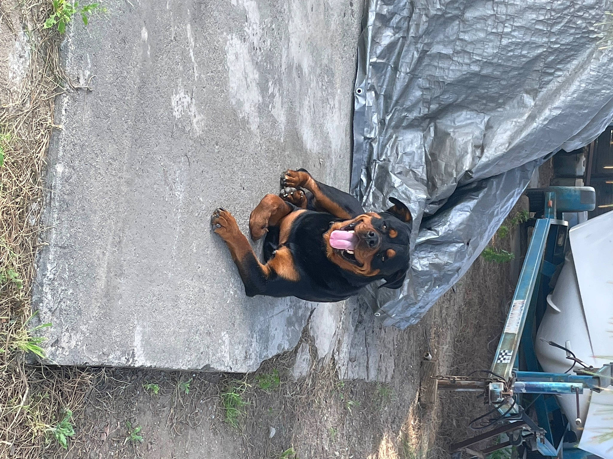 Dodger is registered to the contest to win money with this photo: adventure, asphalt, concrete, extreme_sport, fun, grass, leisure, plant, recreation, road_surface, rock, rope, shadow, sidewalk, sitting, soil, tarpaulin, tent