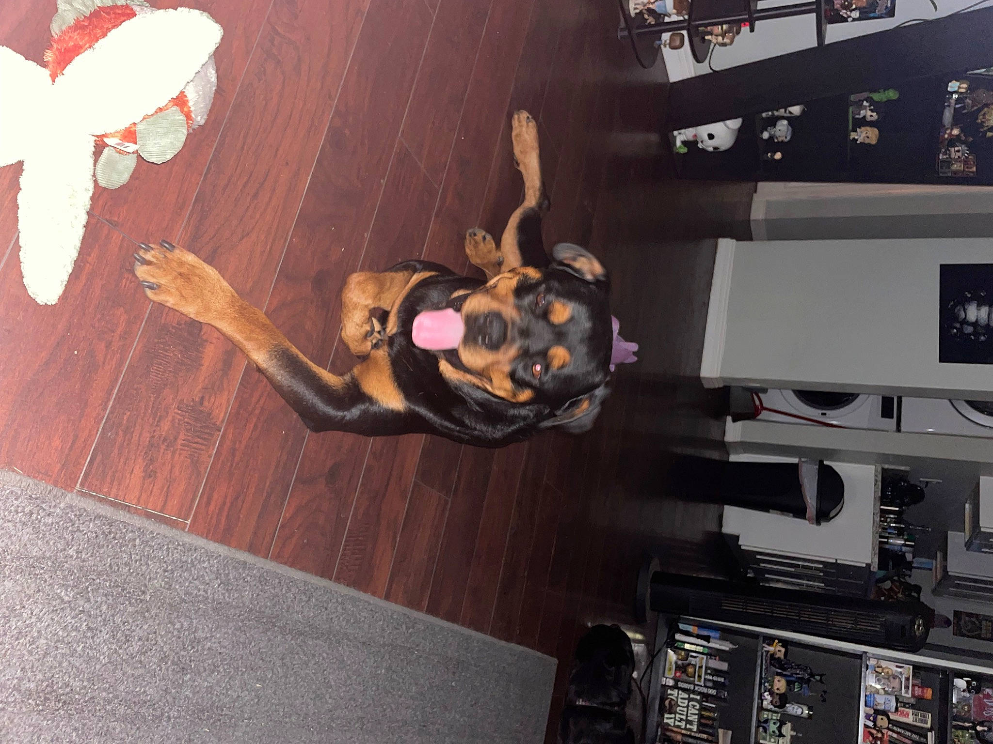 Dodger is registered to the contest to win money with this photo: art, audio_equipment, ceiling, computer_hardware, display_device, fictional_character, flooring, fun, gadget, hardwood, machine, multimedia, product, room, tail, television_set, toy, visual_arts, wood, wood_flooring