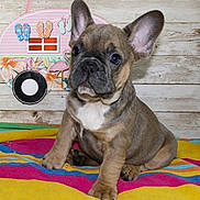 Maverick joined the competition — help win amazing prizes! puppy, dog, french_bulldog, pet, cute, animal, indoor, colorful, blanket, striped, decor, flamingo, flip_flops, wooden_wall, sitting, young, fur, ears, portrait, nose