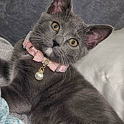 Stormie is registered to the contest to win money with this photo: animal, bed, blanket, cat, collar, cute, domestic, ears, feline, fur, gray_cat, indoor, mammal, pearl_pendant, pet, pillow, pink_collar, relaxed, whiskers, yellow_eyes
