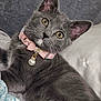 animal, bed, blanket, cat, collar, cute, domestic, ears, feline, fur, gray_cat, indoor, mammal, pearl_pendant, pet, pillow, pink_collar, relaxed, whiskers, yellow_eyes
