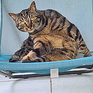 Slimane a rejoint le concours — aidez-le/la à gagner de superbes lots ! animal, blue_chair, cat, closeup, curious, domestic_cat, feline, floor_tiles, fur, indoor, looking, mesh_chair, pet, relaxed, resting, sitting, striped, tabby_cat, whiskers, yellow_eyes