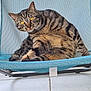 animal, blue_chair, cat, closeup, curious, domestic_cat, feline, floor_tiles, fur, indoor, looking, mesh_chair, pet, relaxed, resting, sitting, striped, tabby_cat, whiskers, yellow_eyes
