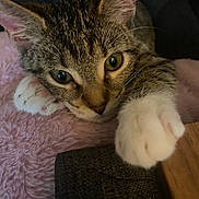 Rose joined the competition — help win amazing prizes! animal, cat, claw, close_up, curious, cute, eyes, feline, fur, indoor, paw, pet, pink, portrait, relaxing, resting, soft_texture, tabby, whiskers, white_paw