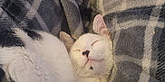 Millie Luna is registered to the contest to win money with this photo: animal, black_fur, blanket, cat, comfort, cozy, cute, fur, indoor, nap, paw, peaceful, pet, plaid, relaxed, resting, sleeping, tail, warm, white_fur
