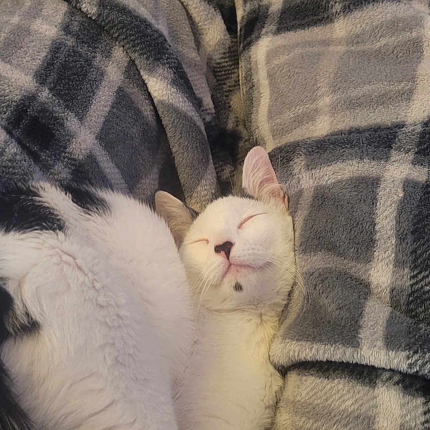 Millie Luna is registered to the contest to win money with this photo: animal, black_fur, blanket, cat, comfort, cozy, cute, fur, indoor, nap, paw, peaceful, pet, plaid, relaxed, resting, sleeping, tail, warm, white_fur