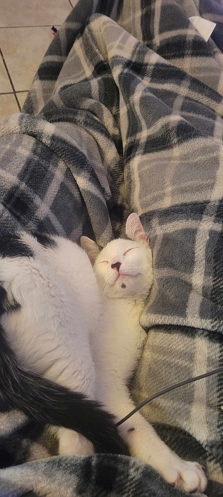Millie Luna is registered to the contest to win money with this photo: animal, black_fur, blanket, cat, comfort, cozy, cute, fur, indoor, nap, paw, peaceful, pet, plaid, relaxed, resting, sleeping, tail, warm, white_fur