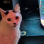 Millie Luna is registered to the contest to win money with this photo: animal, aquarium, black_markings, carpet, cat, closeup, cozy, curious, ears, eyes, feline, fish_tank, floor, home, indoor, lighting, pet, power_strip, whiskers, white_cat