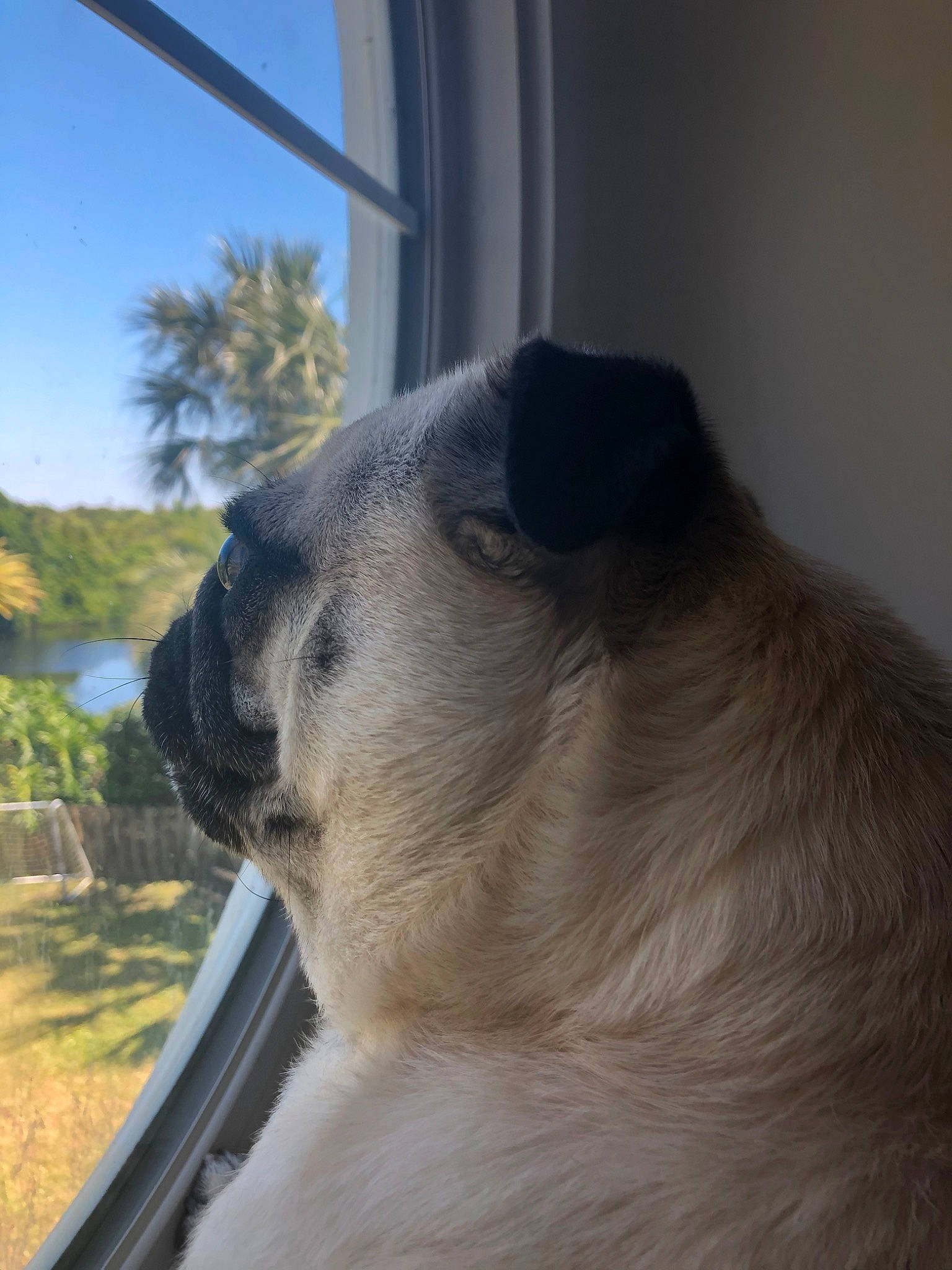 Gator is registered to the contest to win money with this photo: canidae, ear, fawn, nose, pug, skin, snout, wildlife