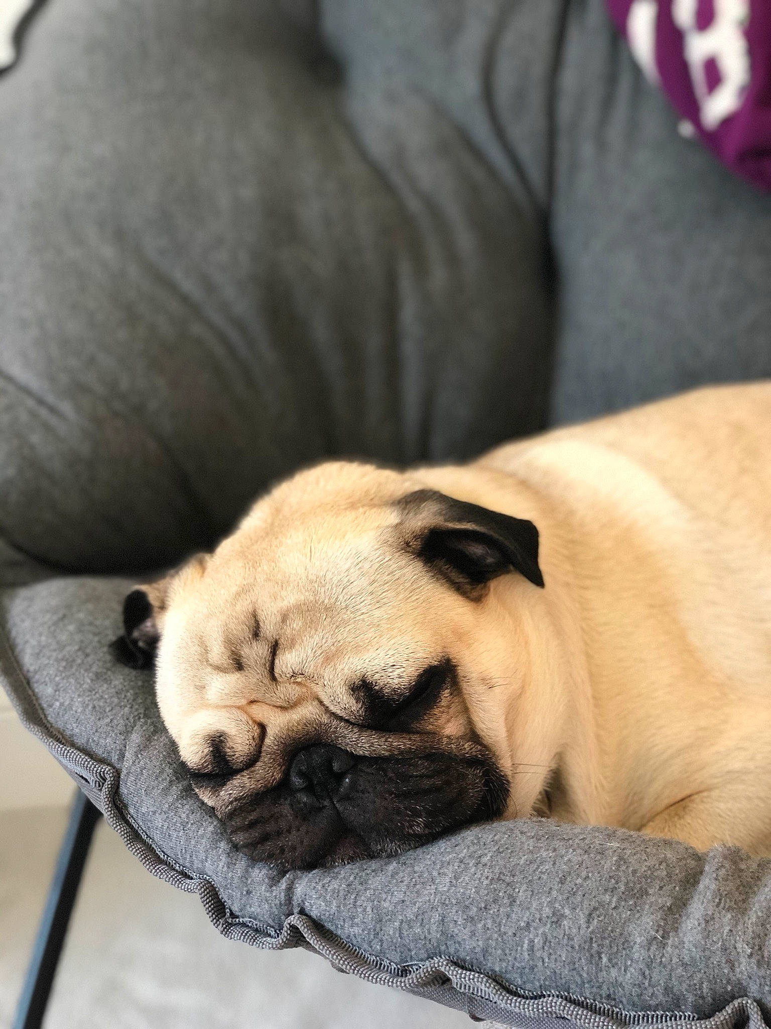 Gator joined the competition — help win amazing prizes! canidae, carnivore, companion_dog, dog, dog_breed, fawn, mammal, nap, pug, puppy, puppy_love, snout, toy_dog, vertebrate, wrinkle