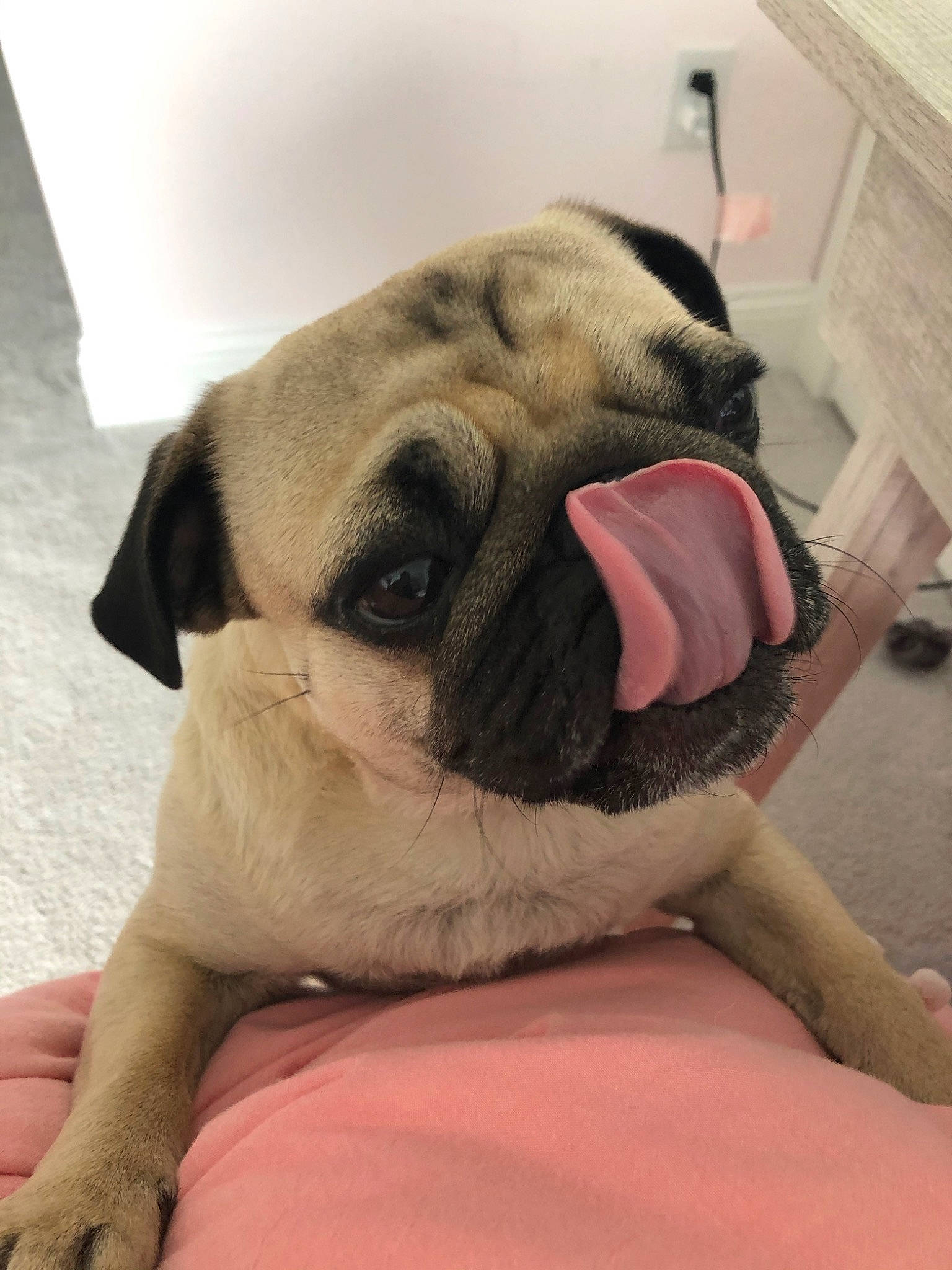 Gator joined the competition — help win amazing prizes! ancient_dog_breeds, canidae, carnivore, companion_dog, dog, dog_breed, fawn, mammal, nose, pug, puppy, puppy_love, skin, snout, tongue, toy_dog, vertebrate, whiskers, wrinkle
