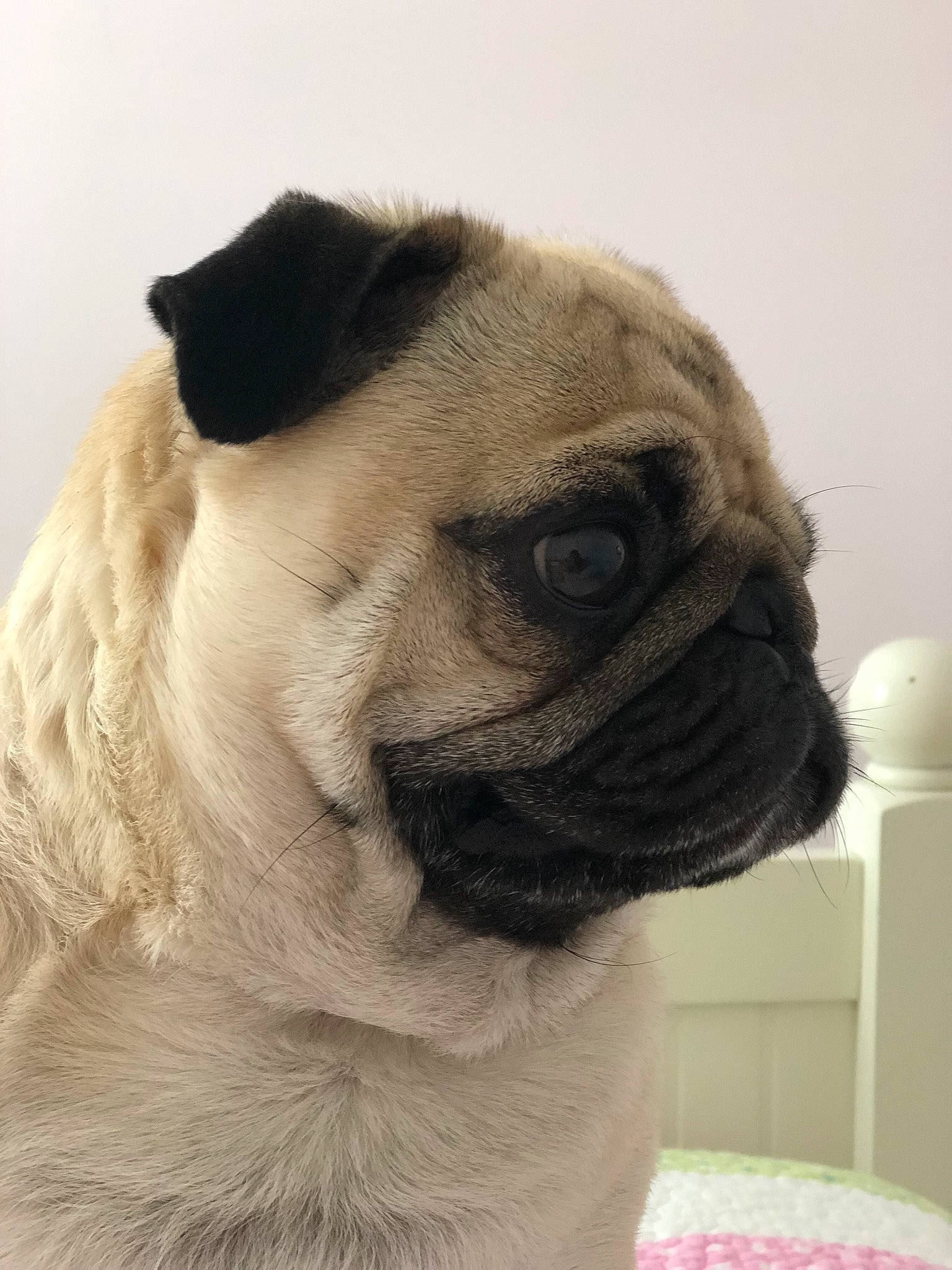 Gator joined the competition — help win amazing prizes! ancient_dog_breeds, canidae, carnivore, companion_dog, dog, dog_breed, ear, fawn, fur, mammal, nose, ori_pei, pug, puppy, skin, snout, sporting_group, toy_dog, vertebrate, wrinkle