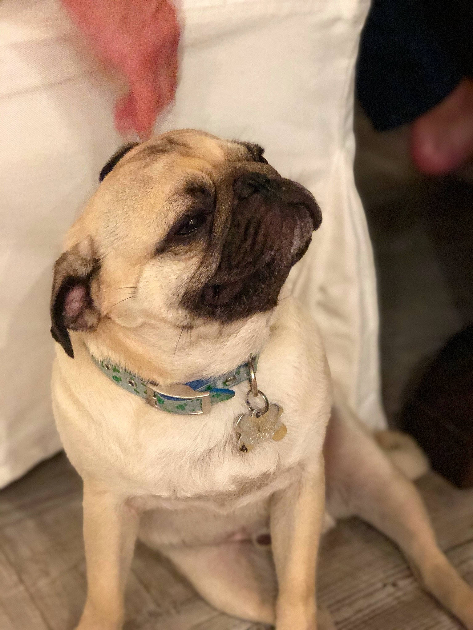 Gator joined the competition — help win amazing prizes! ancient_dog_breeds, canidae, carnivore, companion_dog, dog, dog_breed, fawn, mammal, pug, puppy_love, skin, snout, toy_dog, vertebrate, wrinkle