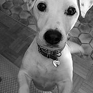 Laïka a rejoint le concours — aidez-le/la à gagner de superbes lots ! dog, pet, indoor, black_and_white, collar, close_up, paw, floor, tile_floor, stone_wall, curious, looking_up, ears, nose, whiskers, animal, companion, cute, young_dog, domestic