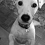 dog, pet, indoor, black_and_white, collar, close_up, paw, floor, tile_floor, stone_wall, curious, looking_up, ears, nose, whiskers, animal, companion, cute, young_dog, domestic