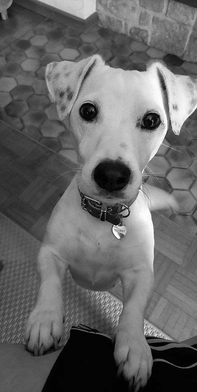 Laïka a rejoint le concours — aidez-le/la à gagner de superbes lots ! dog, pet, indoor, black_and_white, collar, close_up, paw, floor, tile_floor, stone_wall, curious, looking_up, ears, nose, whiskers, animal, companion, cute, young_dog, domestic