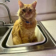 Boots is registered to the contest to win money with this photo: cat, orange_tabby, feline, pet, collar, bell, container, sink, kitchen, countertop, faucet, indoor, curious, sitting, fur, whiskers, eyes, plastic_container, household, domestic_animal