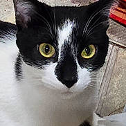 Letti joined the competition — help win amazing prizes! cat, black_and_white, close_up, yellow_eyes, pet, animal, feline, whiskers, ears, face, floor, tile, indoor, curious, looking, fur, black, white, domestic, mammal