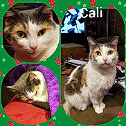 Cali is registered to the contest to win money with this photo: aegean_cat, cat, cat_like_mammal, domestic_short_haired_cat, european_shorthair, fauna, kitten, photo_caption, small_to_medium_sized_cats, whiskers