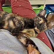 Mona a rejoint le concours — aidez-le/la à gagner de superbes lots ! cat, tortoiseshell_cat, pet, indoor, relaxed, stretching, paw, lap, person, clothing, sitting, furniture, home, cozy, curious, animal, mammal, fur, ears, whiskers