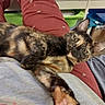 cat, tortoiseshell_cat, pet, indoor, relaxed, stretching, paw, lap, person, clothing, sitting, furniture, home, cozy, curious, animal, mammal, fur, ears, whiskers