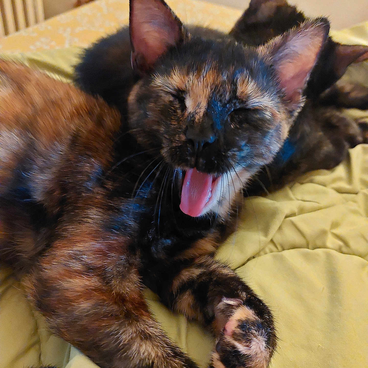 Mona a rejoint le concours — aidez-le/la à gagner de superbes lots ! cat, kitten, tortoiseshell, tongue_out, yawning, sleeping, resting, pet, feline, animal, cute, indoor, bed, blanket, fur, whiskers, paw, ears, relaxed, domestic_animal