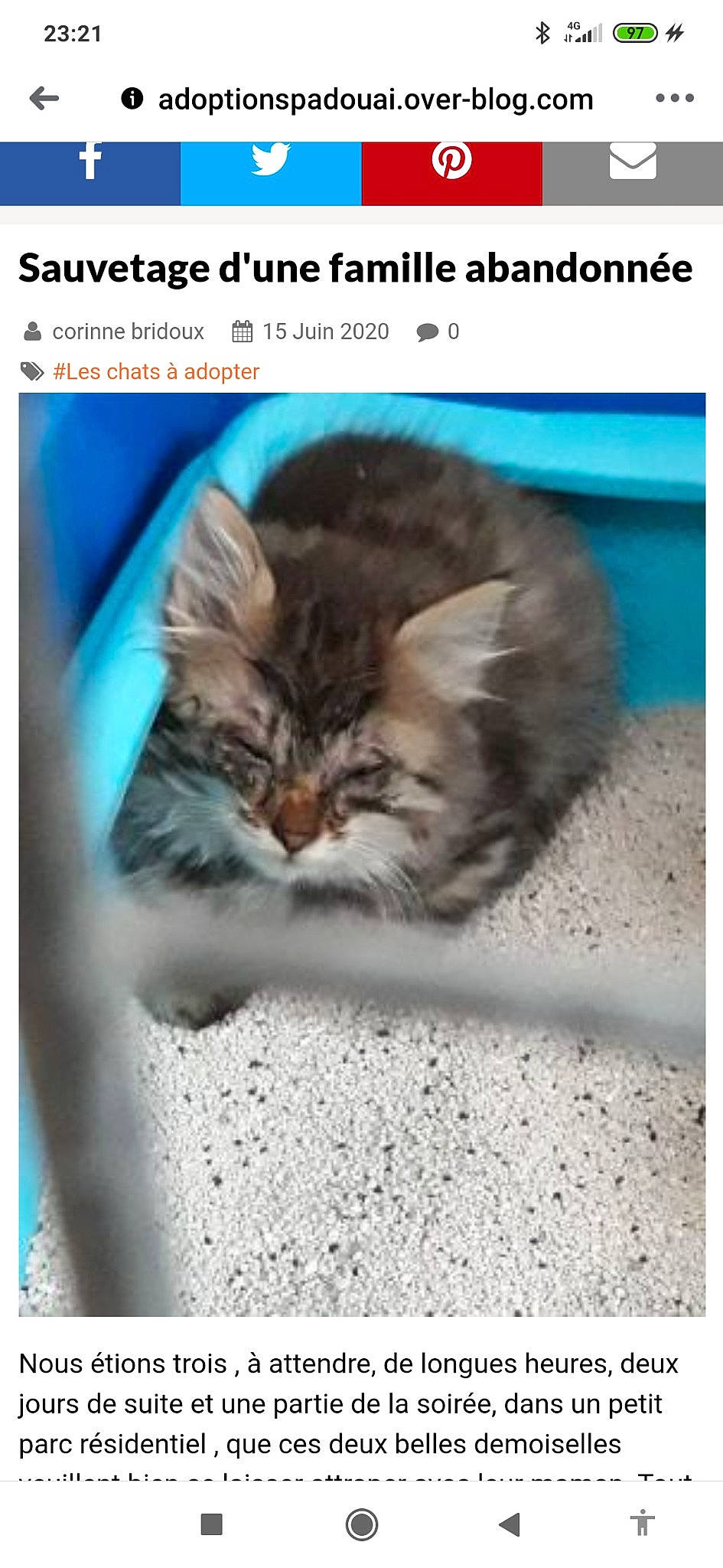 Rebelle participe au concours pour gagner de l'argent avec cette photo : adaptation, carnivore, cat, domestic_short_haired_cat, european_shorthair, felidae, kitten, norwegian_forest_cat, organism, photo_caption, photography, polydactyl_cat, siberian, small_to_medium_sized_cats, snout, tabby_cat, whiskers