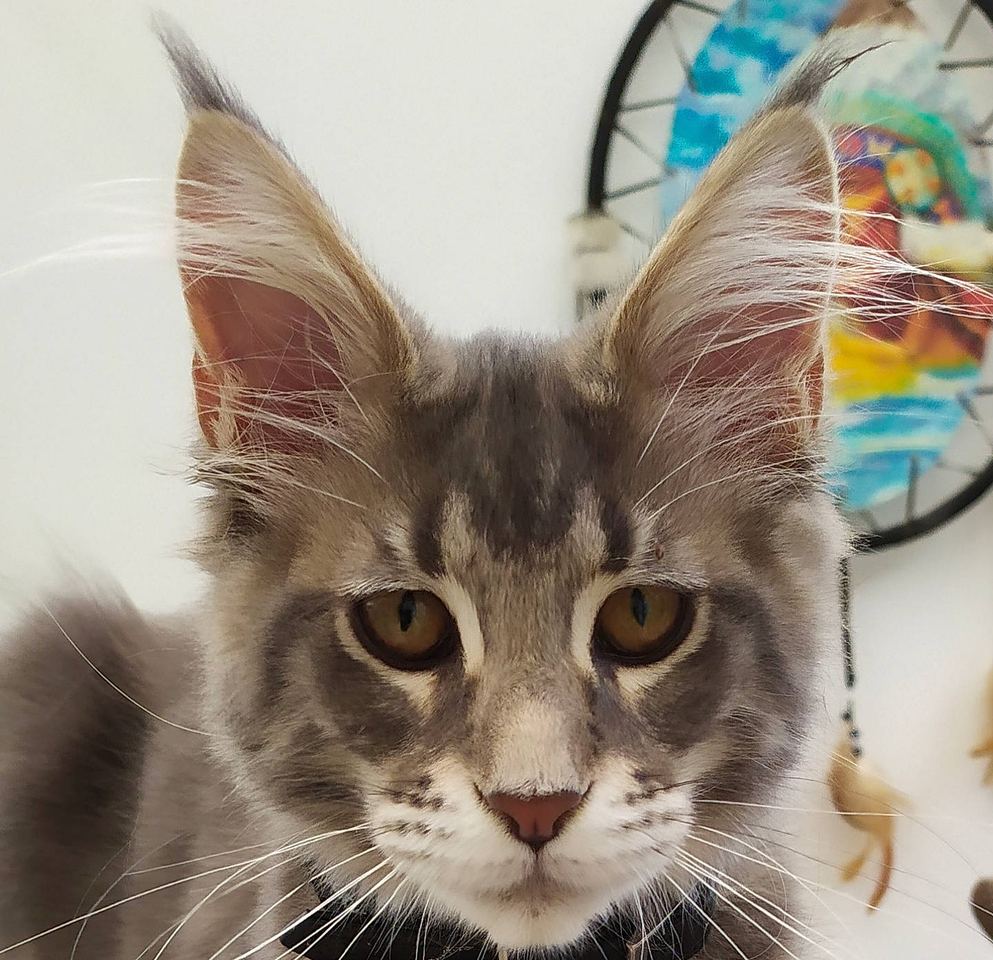 Ruby a rejoint le concours — aidez-le/la à gagner de superbes lots ! american_wirehair, asian, carnivore, cat, close_up, ear, european_shorthair, eye, felidae, fur, head, kitten, maine_coon, mammal, norwegian_forest_cat, photography, small_to_medium_sized_cats, snout, tabby_cat, whiskers