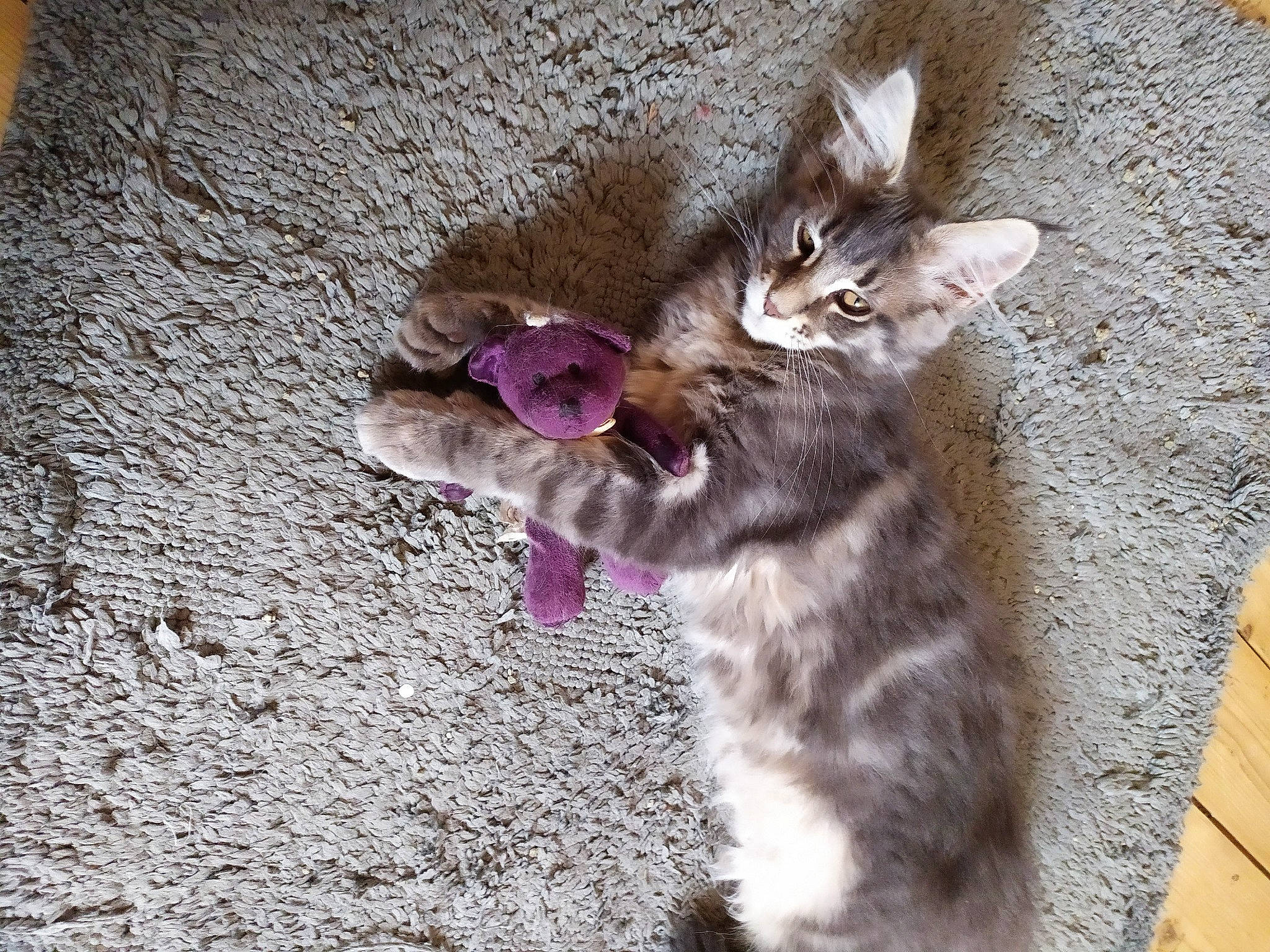 Ruby a rejoint le concours — aidez-le/la à gagner de superbes lots ! carnivore, cat, domestic_short_haired_cat, dragon_li, european_shorthair, facial_expression, fawn, felidae, fur, kitten, mammal, organism, oriental_longhair, pixie_bob, plant, polydactyl_cat, small_to_medium_sized_cats, tabby_cat, whiskers, wild_cat