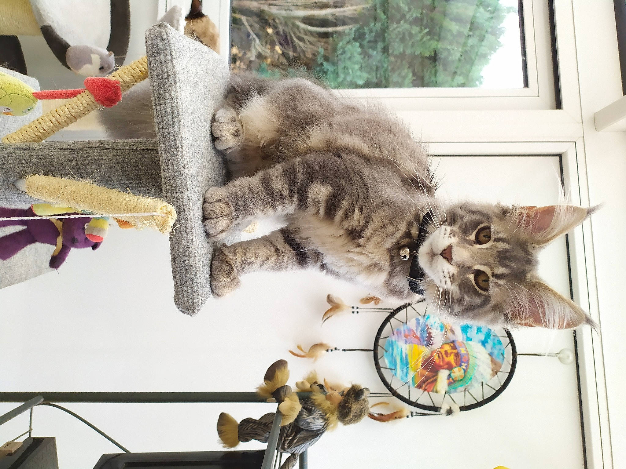 Ruby participe au concours pour gagner de l'argent avec cette photo : american_shorthair, asian, british_longhair, british_semi_longhair, british_shorthair, carnivore, cat, domestic_short_haired_cat, dragon_li, ear, european_shorthair, felidae, kitten, maine_coon, norwegian_forest_cat, pixie_bob, polydactyl_cat, small_to_medium_sized_cats, tabby_cat, whiskers