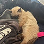 Yuki is registered to the contest to win money with this photo: kitten, cat, sleeping, fur, cozy, clothing, fabric, bed, resting, cute, pet, indoor, soft, tail, paws, black, grey, pink, roller, relaxation