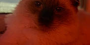 Yuki is registered to the contest to win money with this photo: cat, fluffy, indoor, close_up, relaxed, orange_light, dark_ears, dark_face, pet, feline, animal, cozy, blurred_background, soft_fur, whiskers, looking, mammal, cute, resting, companion