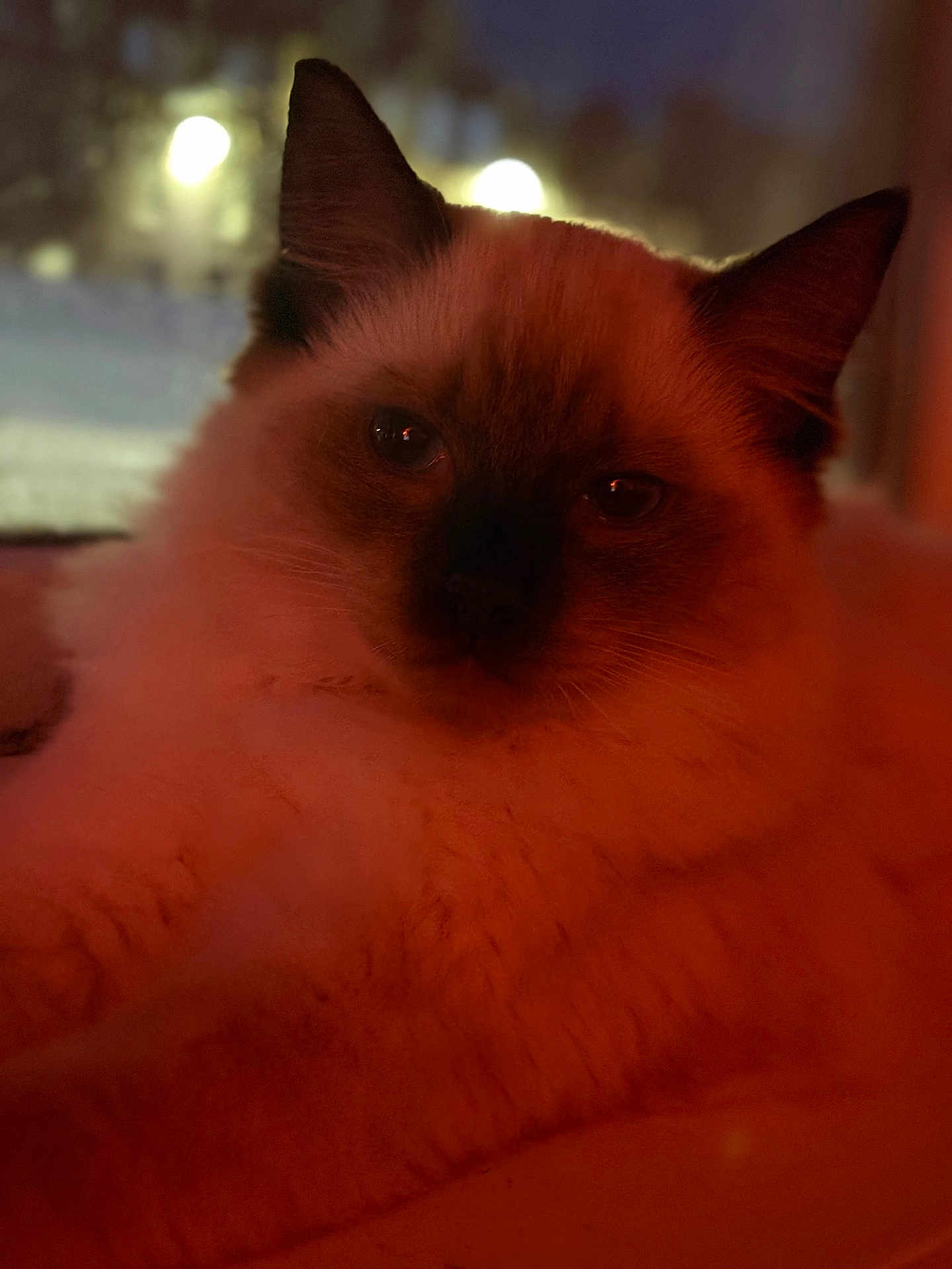 Yuki