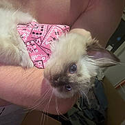 Yuki is registered to the contest to win money with this photo: kitten, cat, siamese, pink_bandana, pet, animal, furry, blue_eyes, whiskers, indoor, person, arm, holding, curious, young, cute, domestic, feline, close_up, cozy