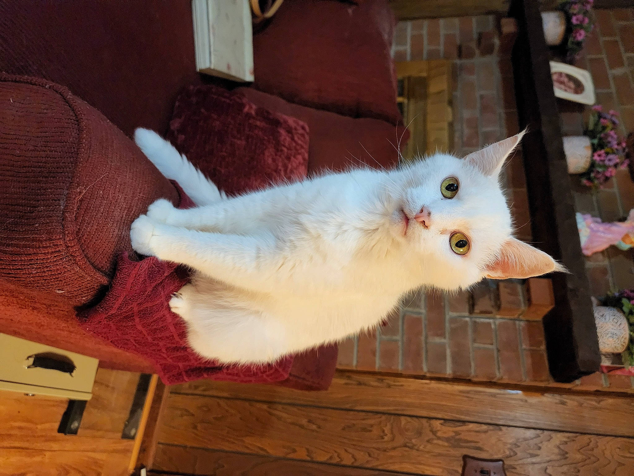 Frisky is registered to the contest to win money with this photo: carnivore, cat, claw, domestic_short_haired_cat, fawn, felidae, flooring, fur, hardwood, paw, room, small_to_medium_sized_cats, snout, tail, thai, whiskers, wood