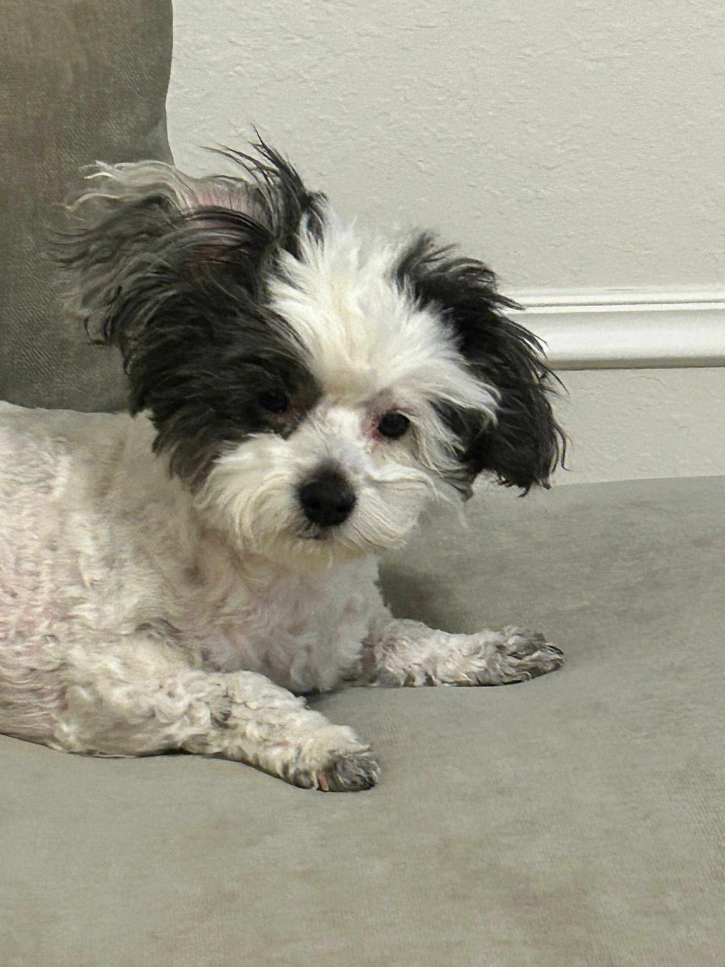 Jordy joined the competition — help win amazing prizes! dog, black_and_white, fluffy, pet, canine, indoor, couch, relaxed, fur, laying_down, small_dog, home, animal, companion, cute, furniture, domestic, portrait, calm, resting