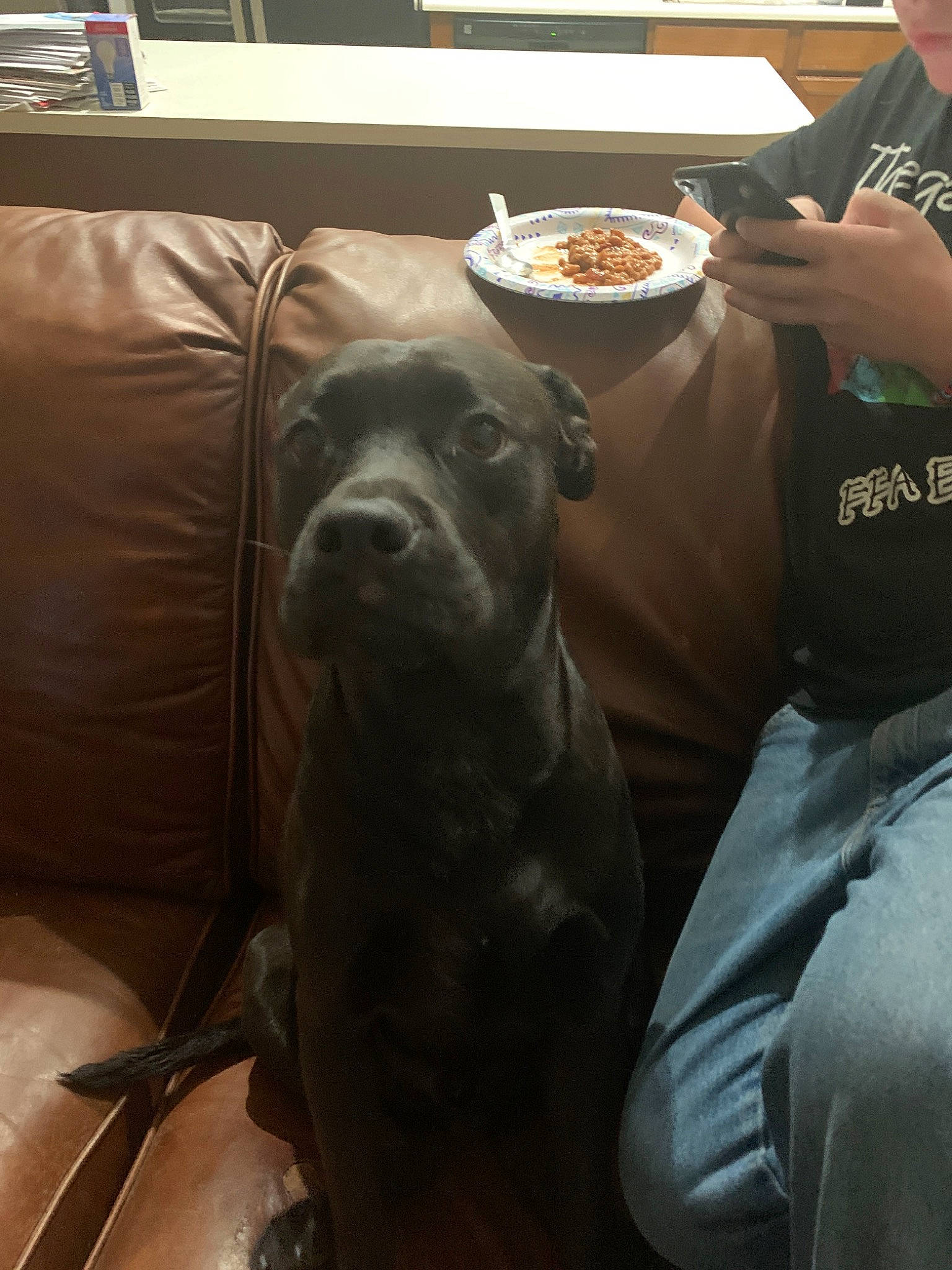 Cody joined the competition — help win amazing prizes! american_pit_bull_terrier, canidae, carnivore, companion_dog, dog, dog_breed, ear, fawn, labrador_retriever, non_sporting_group, puppy, snout, sporting_group