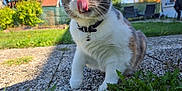 Tracy participe au concours pour gagner de l'argent avec cette photo : animal, background, bell, cat, closeup, collar, curious, daytime, feline, garden, grass, greenery, house, nature, outdoor, path, paw, pet, sunlight, whiskers